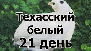 Техасский белый перепел взвешивание в возрасте 3 недели (21 день), таблица привесов.