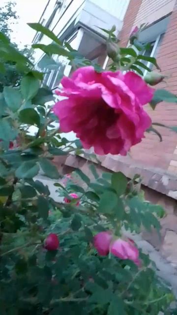 Цветущий шиповник на заднем дворе смотреть онлайн