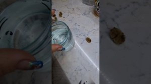 Разведение пиявок в домашних условиях. Часть 2.