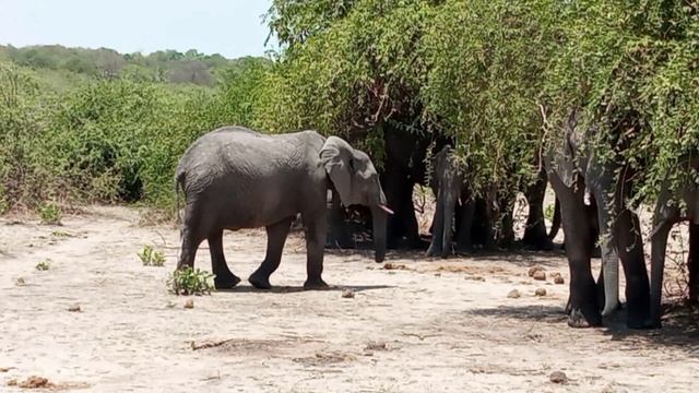 ЮАР-ЗИМБАБВЕ-БОТСВАНА-ЗАМБИЯ-ЭФИОПИЯ