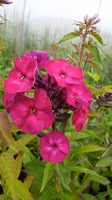 РАННЕЦВЕТУЩИЕ ФЛОКСЫ