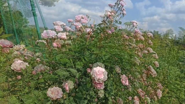 Лето в разгаре!) Красивая музыка!) смотреть онлайн