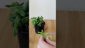 Делосперма Эхинатум. Обрезка.
Обзор.