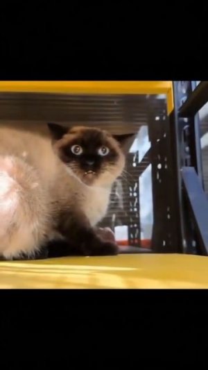 котикатанцур