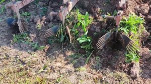 Забугрили картошку трактором ,дождались сильного дождя .