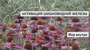 АКТИВАЦИЯ ШИШКОВИДНОЙ ЖЕЛЕЗЫ | Открытие Космического Портала для Путешествий в Другие Измерения во С