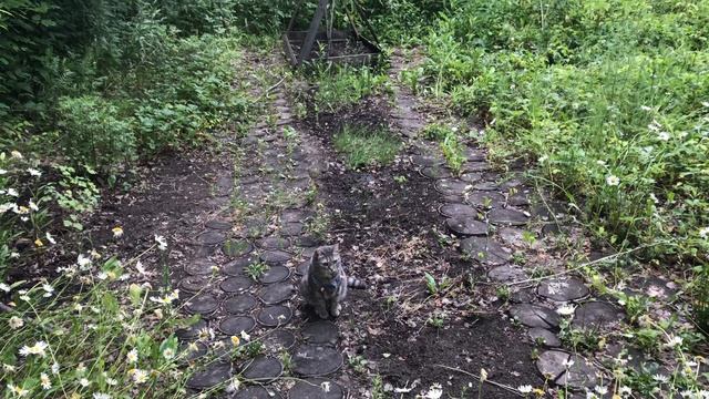 У меня загибается цветник. Что теперь с этим делать смотреть онлайн