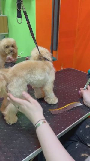 Анастасия Пудельман, стрижка для мальтипу