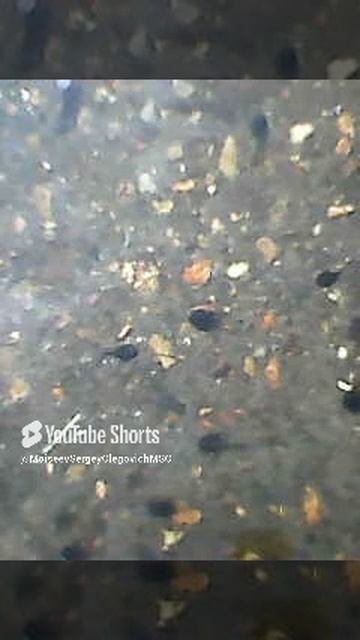 Этот восьминог сломал интернет