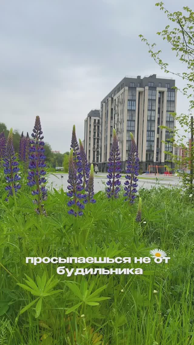 Тишина и уют в сердце Калининграда! 😍 #недвижимостькалининграда #недвижимостьленинградскаяобласть смотреть онлайн