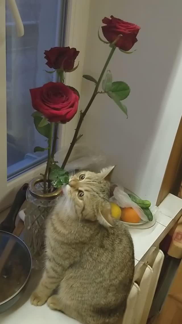 Голодный кот