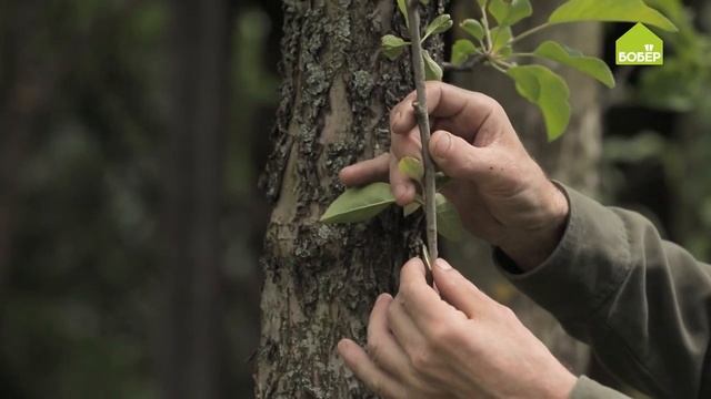 ПРИВИВКА ПЛОДОВЫХ ДЕРЕВЬЕВ. Два способа от практикующего садовода смотреть онлайн