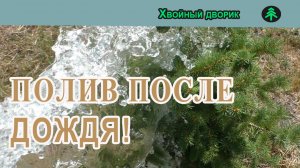 Полив хвойных растений после 3-х дней дождя, небольшой обзор.
