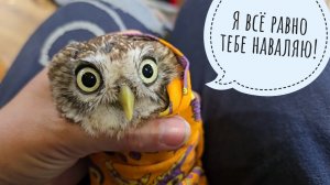 Соверма из сыча Лучика, лечебная рыбка для Пса Кубика. Новенькие совы научились есть мышей!