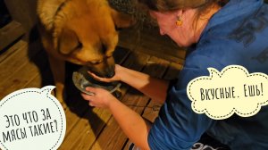 Даём собаке почти горсть таблеток за раз. Пёс Кубик на лечении