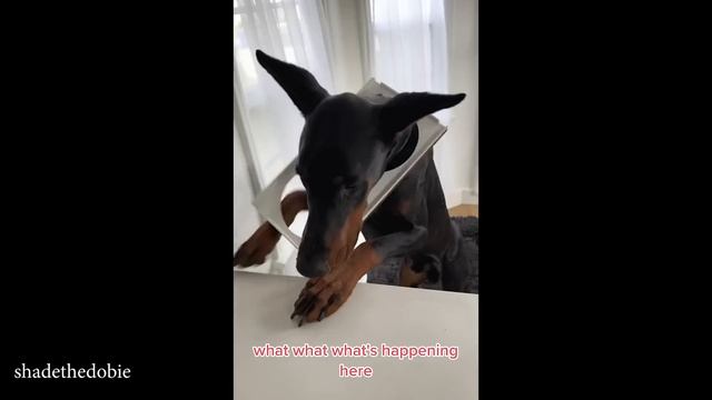 Я Думал, Доби - Это Серьезно... Пока Я Не Купил Ему Забавных ДОБЕРМАНОВ смотреть онлайн