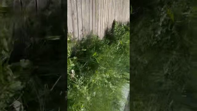 Лесные жители смотреть онлайн