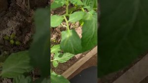 как ухаживать за помидором 🍅 . что делать