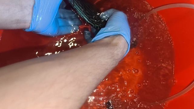 Шикарные дискусы в Волгоград смотреть онлайн