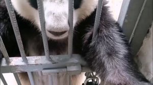 ❤️ Панда Катюша получила своё сердечко и радуется этой вкусности.