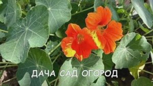 НАСТУРЦИЯ - КАК ПРАВИЛЬНО ВЫРАСТИТЬ ЦВЕТОК