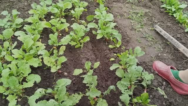 Посев чёрной редьки и пекинской капусты семенами в открытый грунт. смотреть онлайн