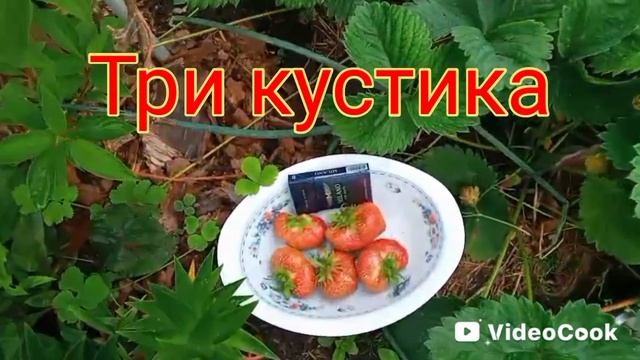 Клубника рекордная смотреть онлайн