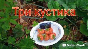Клубника рекордная