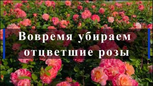 Вовремя убираем отцветшие розы