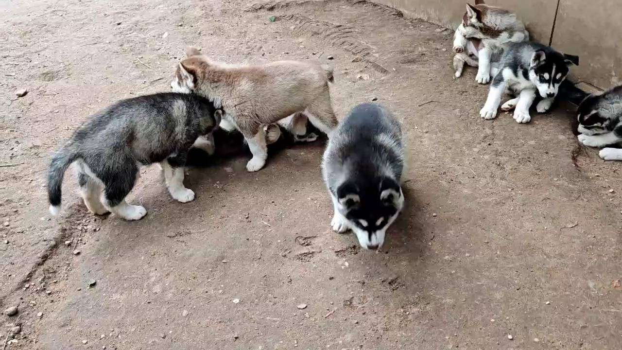 Предлагаем щенков сибирского хаски, девочек и мальчиков, родились 8 мая 2025 года