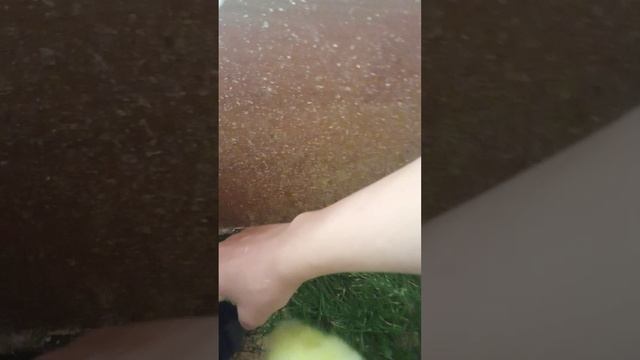 супер редкий цыплёнок смотреть онлайн