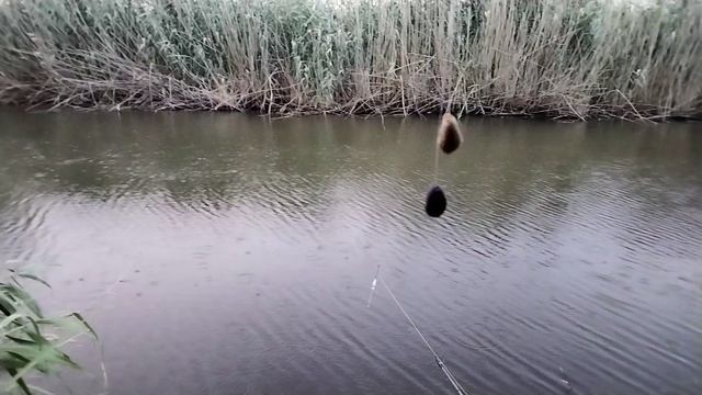 Херабуна. Конкурс.