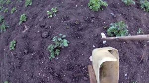 Борьба с колорадскими  жуками при помощи инструментов