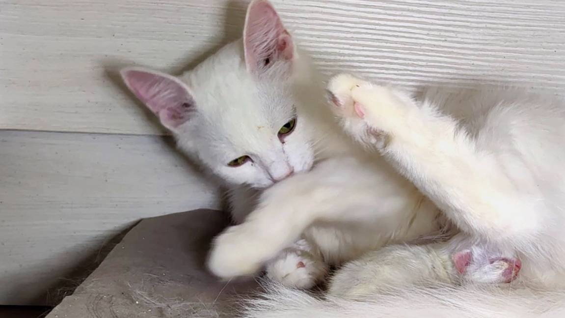 Мама-кошка моет себя и своего новорожденного котенка. Котенок такой маленький и хрупкий. смотреть онлайн