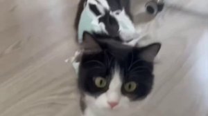Котейка