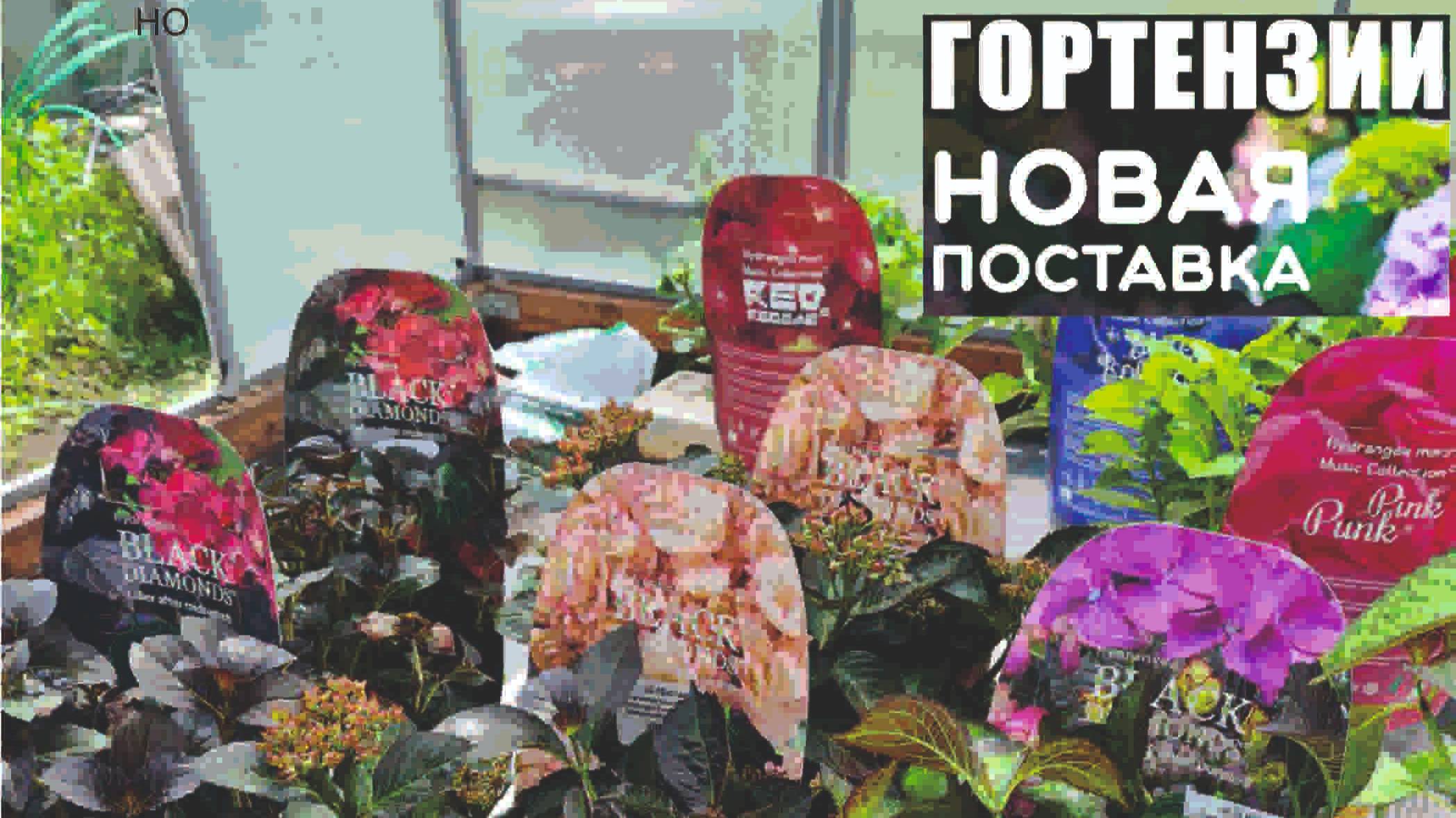 ОБЗОР гортензии с паспортом, и новинки смотреть онлайн