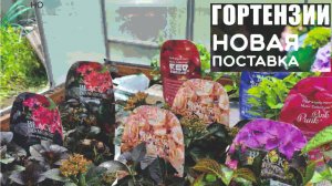 ОБЗОР гортензии с паспортом, и  новинки