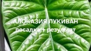 Алоказия Лукиван посадка + результат