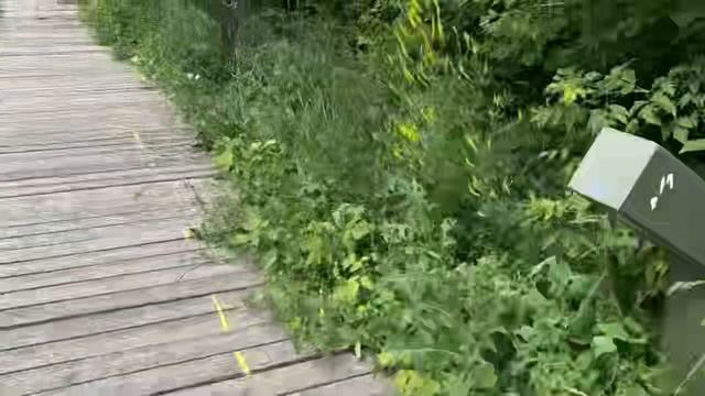 Медитация в лесу смотреть онлайн