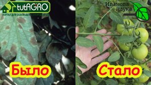 ЧТОБЫ ПОМИДОРЫ и ОГУРЦЫ НЕ БОЛЕЛИ! Мои томаты НИКОГДА не болеют ни фитофторой, ни кладоспориозом.