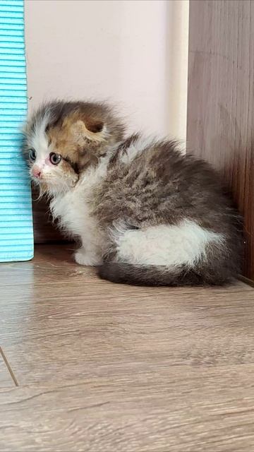 Забавный котенок, прекрасное настроение после еды часть 1. #котенок 4k смотреть онлайн