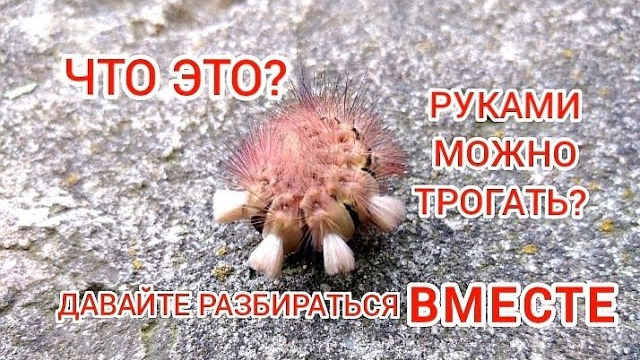 Мохнатая гусеница. Шерстолапка стыдливая. смотреть онлайн