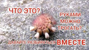 Мохнатая гусеница. Шерстолапка стыдливая.