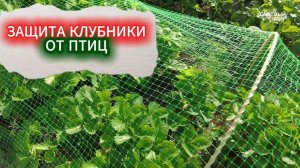 ЗАЩИТА КЛУБНИКИ ОТ ПТИЦ. КАК НАТЯНУТЬ И УКРЕПИТЬ САДОВУЮ СЕТКУ ОТ ПТИЦ НА КУСТЫ