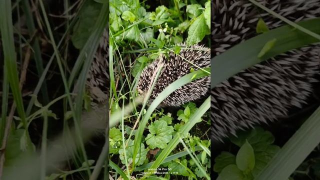 Маленький ёжик 🦔 24.06.2025 смотреть онлайн