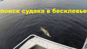 Ловлю верхового судака в бесклевье.