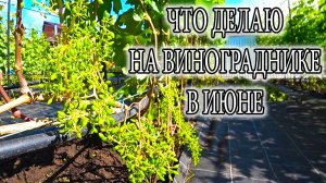 ВИНОГРАДНИК КУРСКАЯ ОБЛ 24.06.25