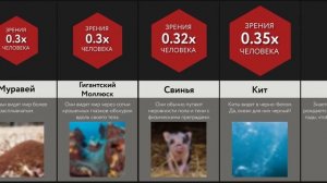 Как Видят Животные - 2 ЧАСТЬ