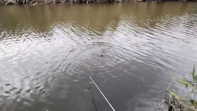 Херабуна. Бодаюсь с шакалом. Туда не ходи.