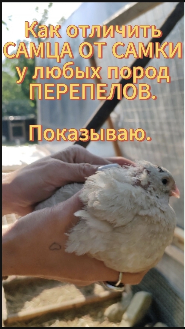 Как отличить самца и самку у перепелов? 100% метод для любых пород! Показываю, наглядно, без воды. смотреть онлайн